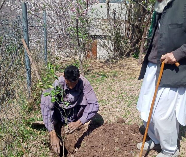 Planting a fruit sapling