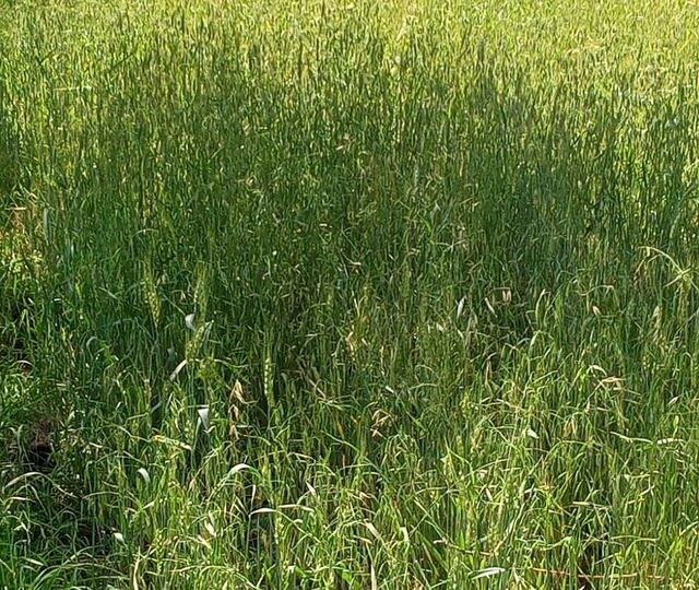 A supported crop in growth