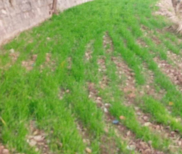 Planted rows on terraced ground
