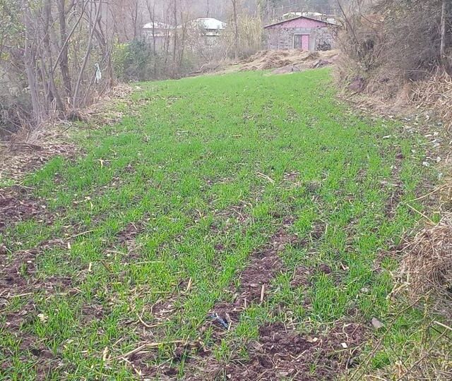 Young crop on supported land