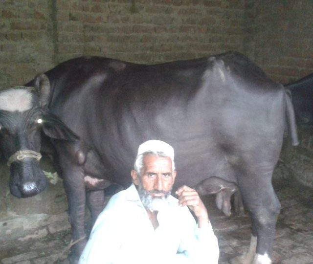 Livestock for the Qurbani project